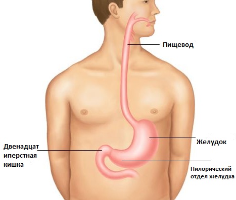 желудок, пищевод, двенадцатиперстная кишка, пилорический отдел желудка