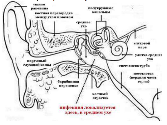 Схема горло ухо нос