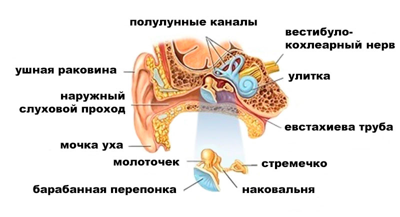 наружный отит, анатомия наружного уха