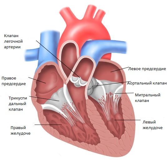 анатомия сердца