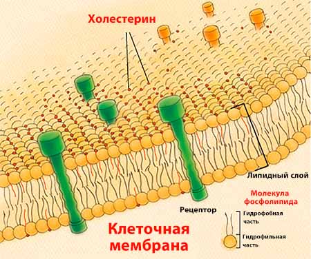 холестерин в клеточной мембране