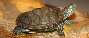 Пути передачи сальмонеллеза. Черепахи