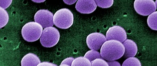 Oritavancin в терапии MRSA