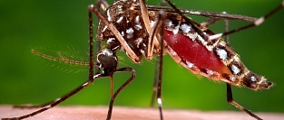 Профилактика заболеваний, передаваемых комарами