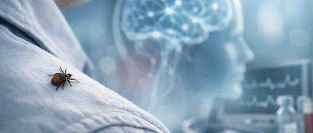 Клещевой энцефалит: что это за болезнь и чем она опасна