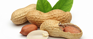 Пюре из арахиса в прикорме как профилактика будущей аллергии