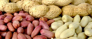 Рекомендации по профилактике аллергии на арахис 2017