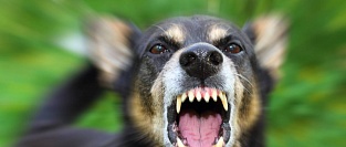 Бешенство. Общие сведения.