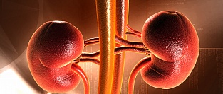 Инфекции мочевыводящих путей (ИМВП) у детей. Информация для родителей.