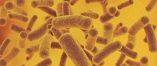 Бессимптомная бактериурия и антибиотики